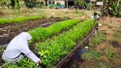 PANEN SAYUR